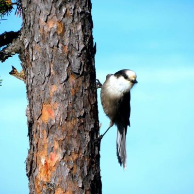 Wildlife in Voyageurs National Park